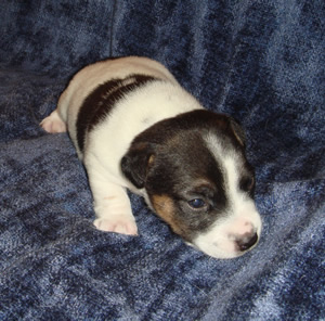 Puppy 6 Female